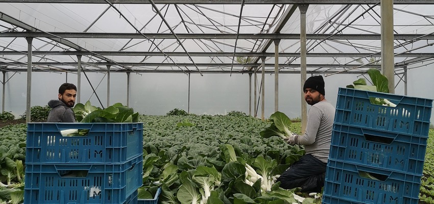 De Lochting zoekt 2 nieuwe collega's: een tuinbouwbegeleider (m/v) en een serreverantwoordelijke (m/v) Afbeelding